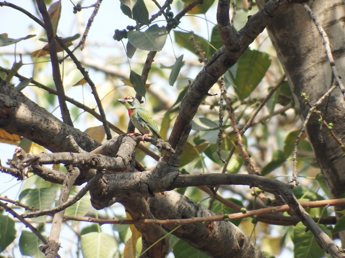 Coppersmith Barbet - ML544947661