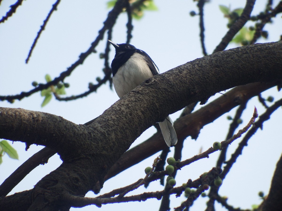 Oriental Magpie-Robin - Hisham Muhammed