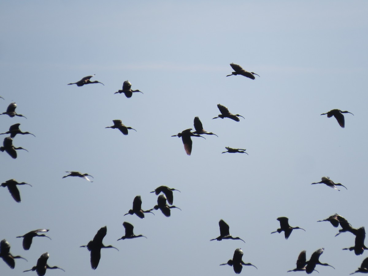 White-faced Ibis - ML544947871