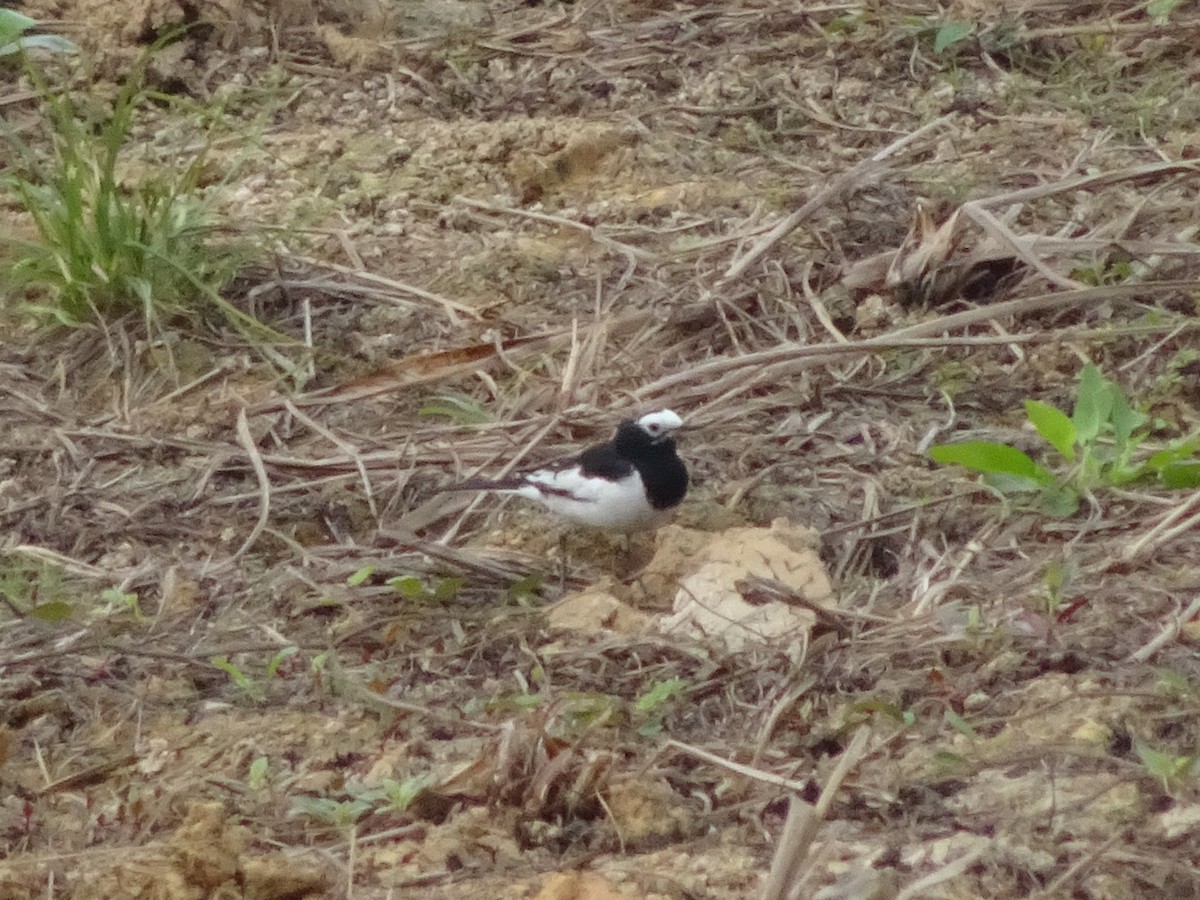 White Wagtail (Hodgson's) - ML544948371