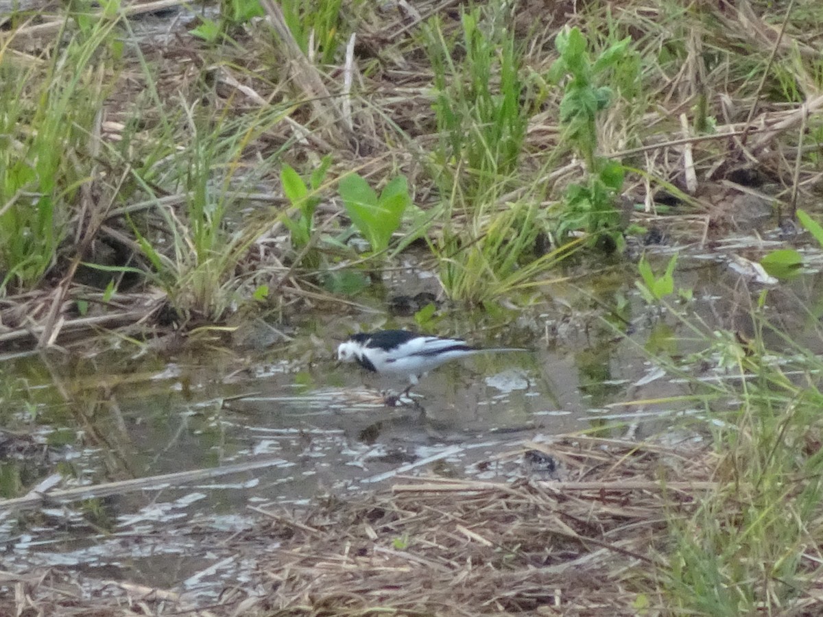 White Wagtail (Chinese) - ML544948451