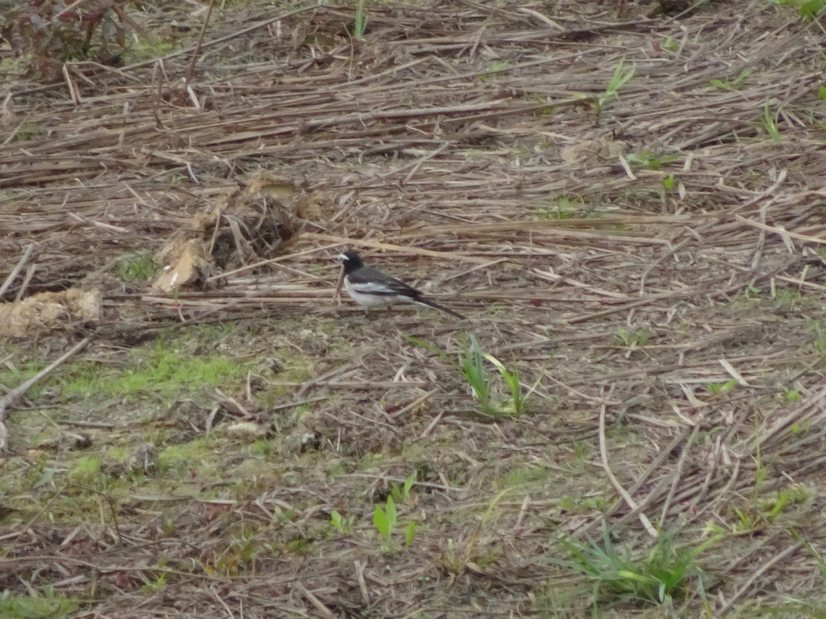 White Wagtail - ML544948521