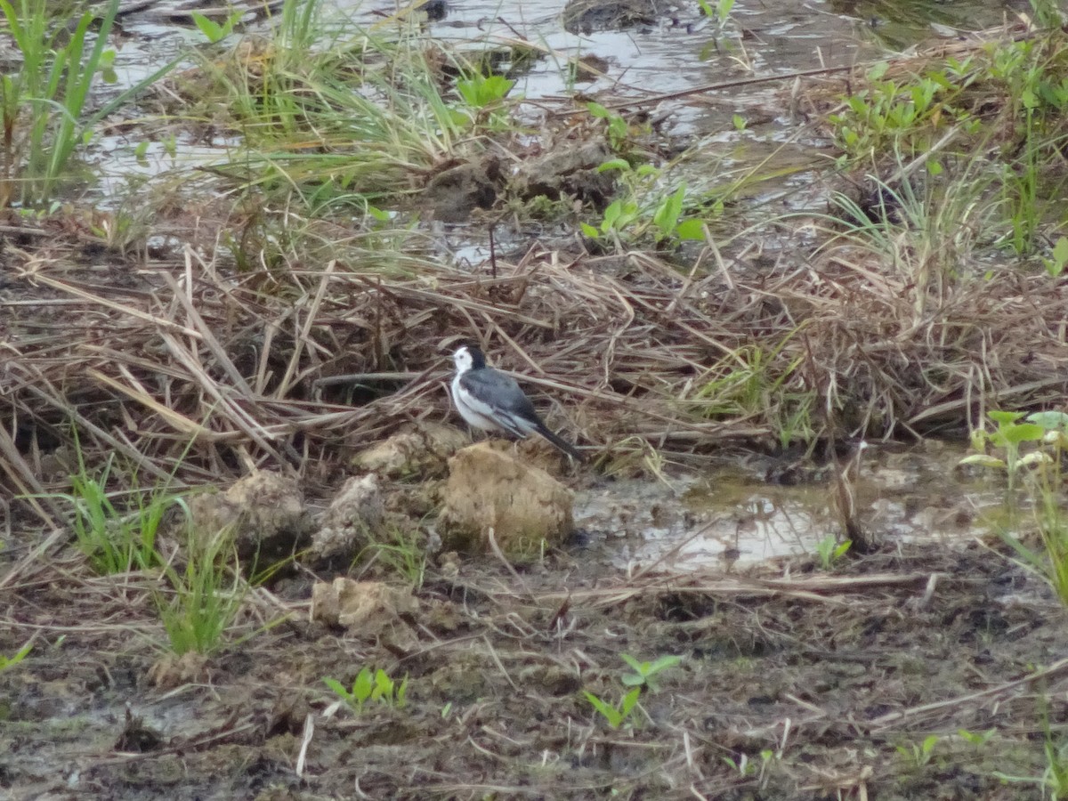 White Wagtail (Chinese) - ML544948571