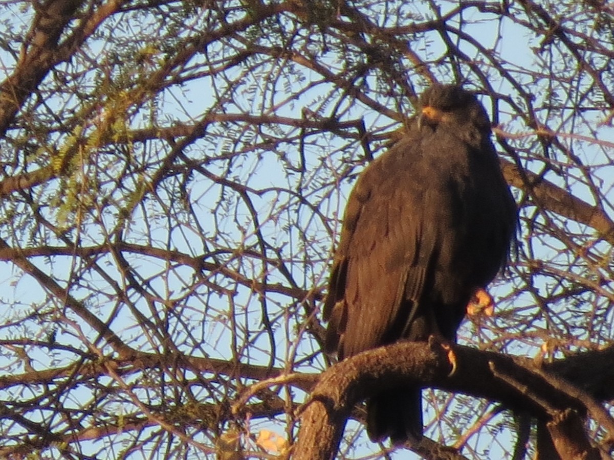 Common Black Hawk - ML544949031