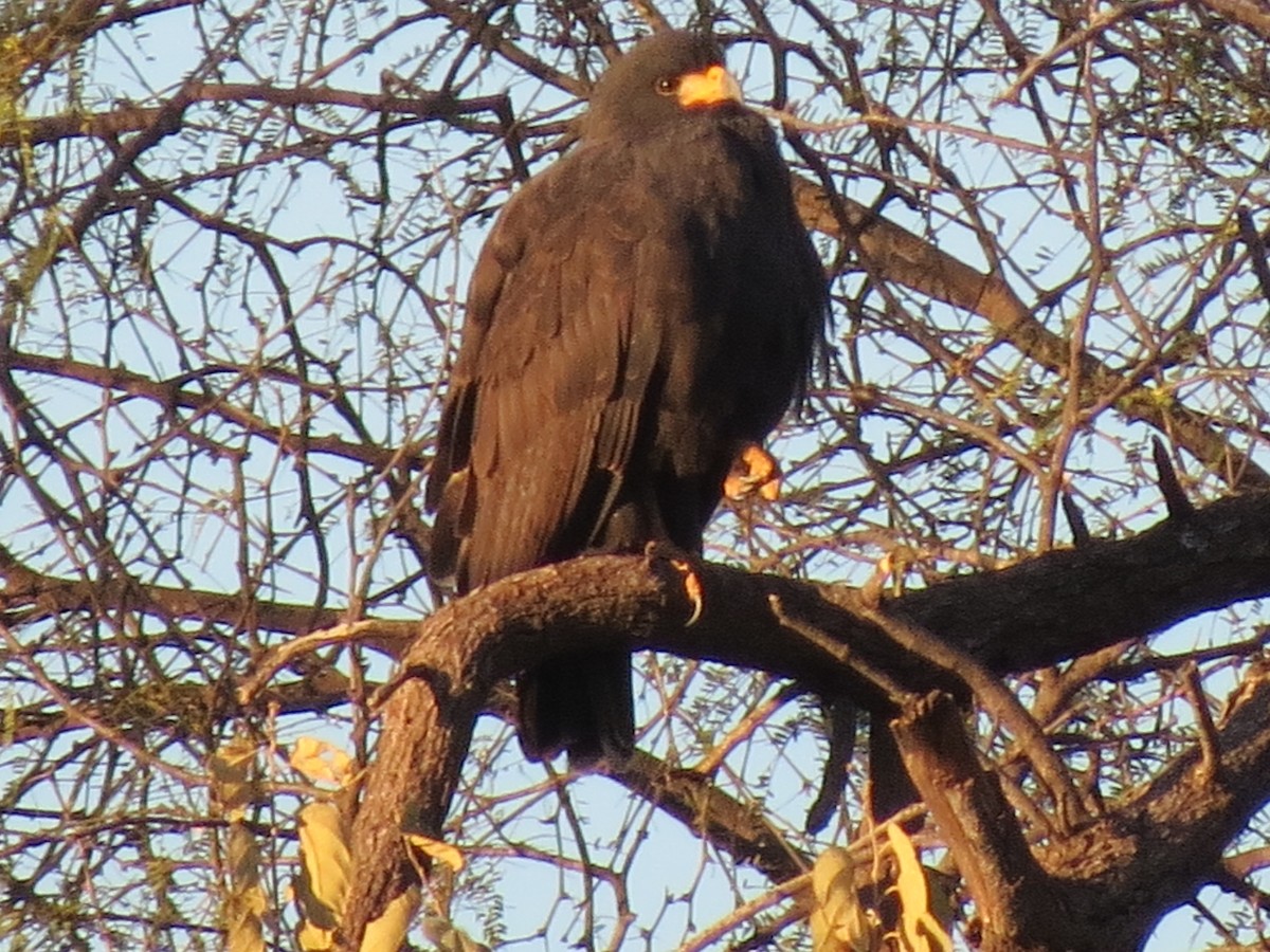 Common Black Hawk - ML544949041