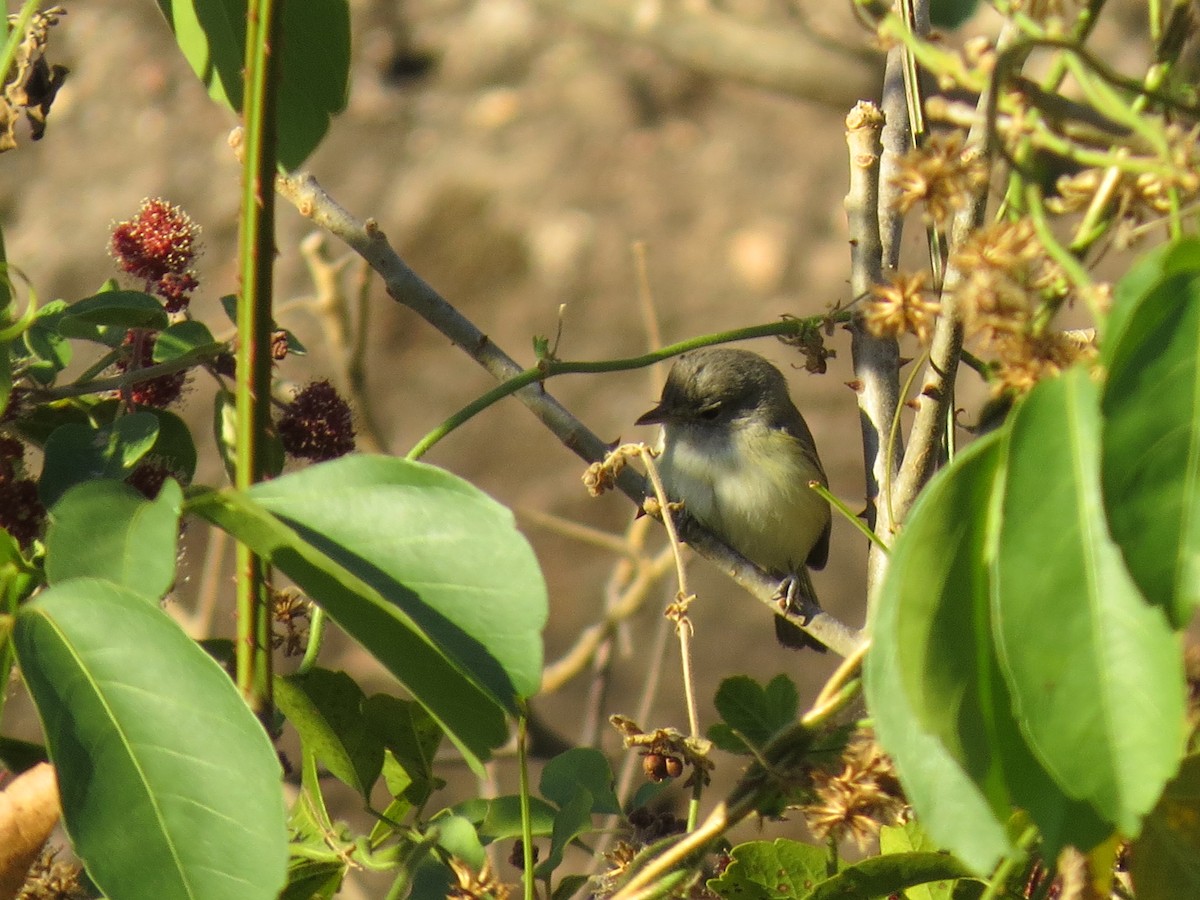 Bell's Vireo - Evan Waite