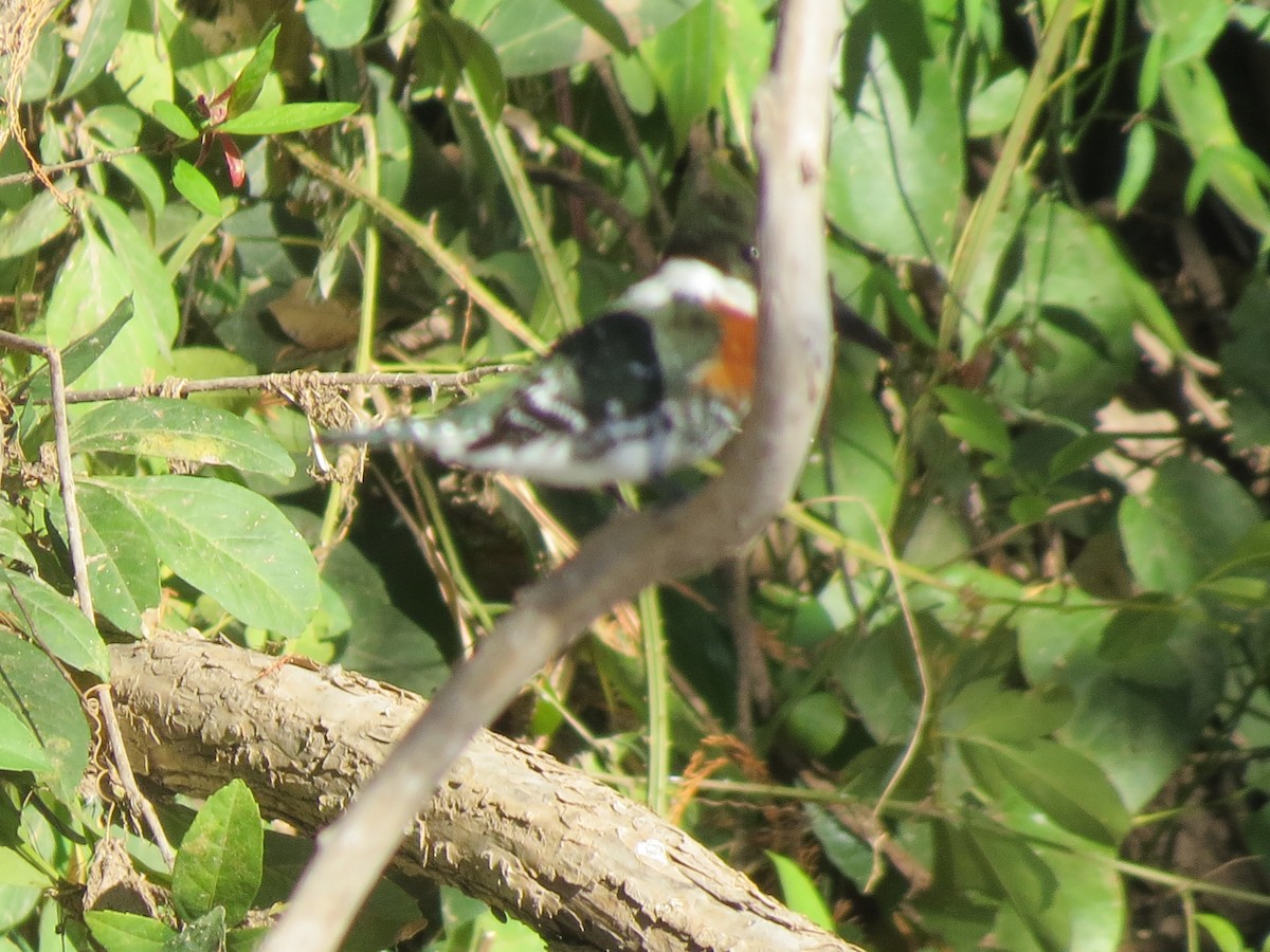 Green Kingfisher - ML544949401