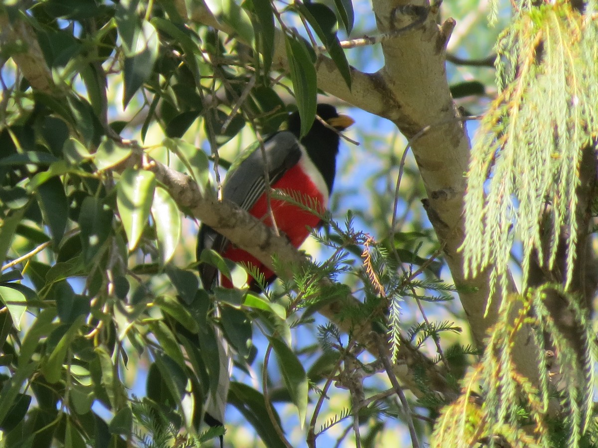 Trogon élégant - ML544949551