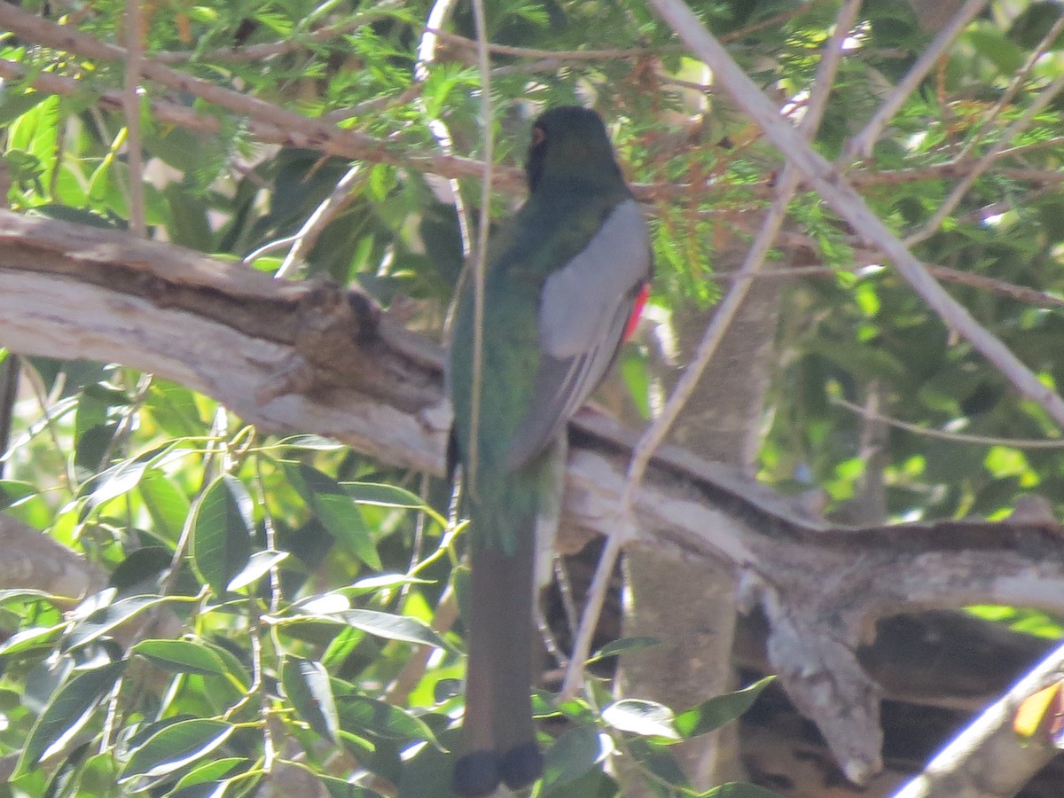 Elegant Trogon - ML544949611