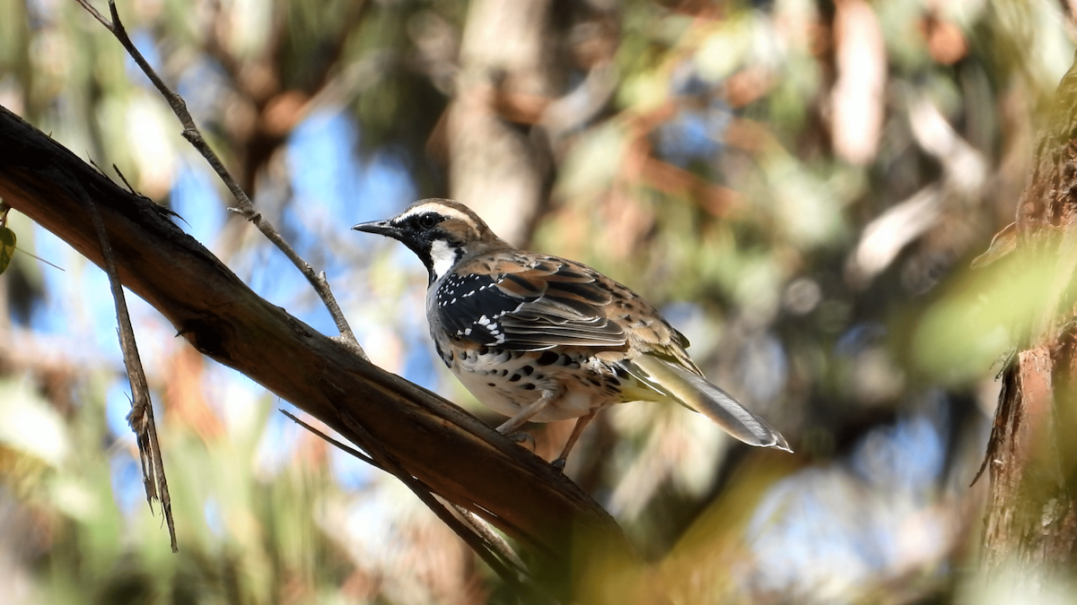 Spotted Quail-thrush - ML544949671