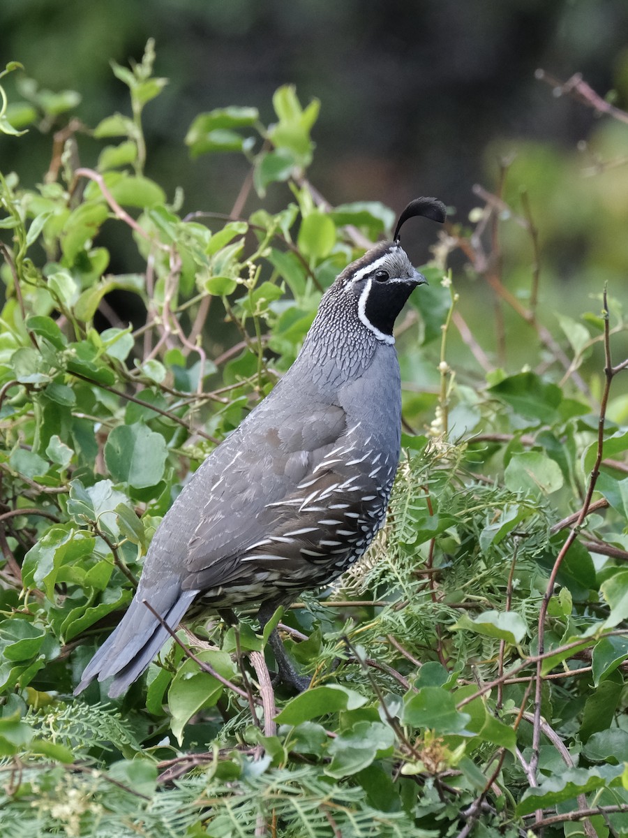 California Quail - ML544950011