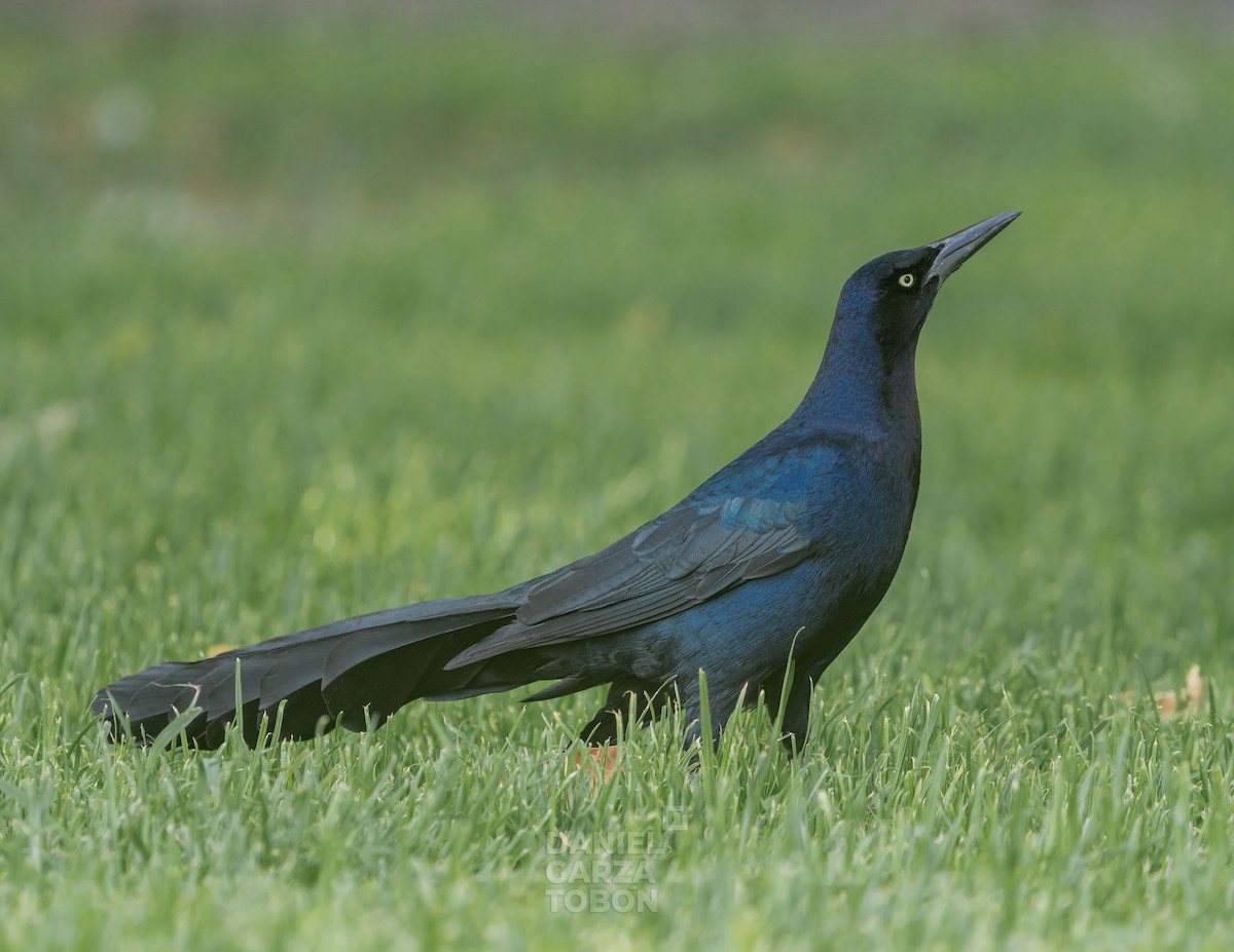 Гракл великохвостий - ML544950291