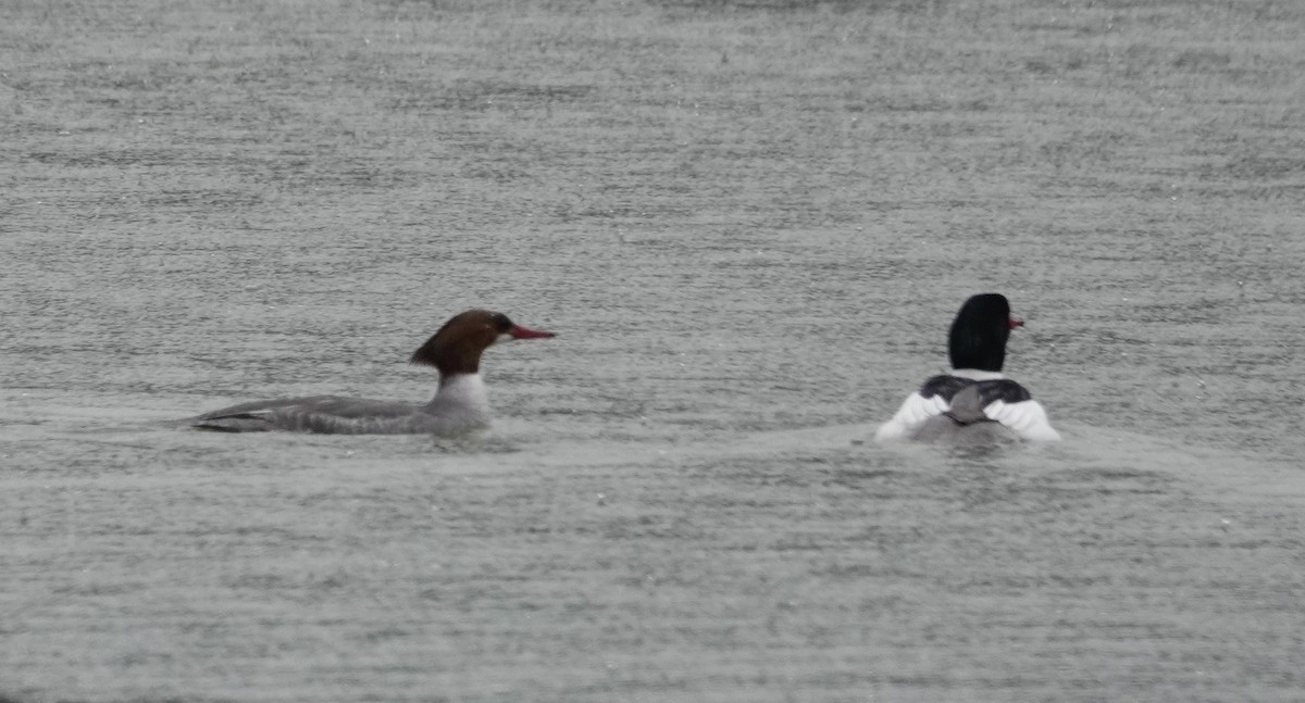 Common Merganser - ML544951801