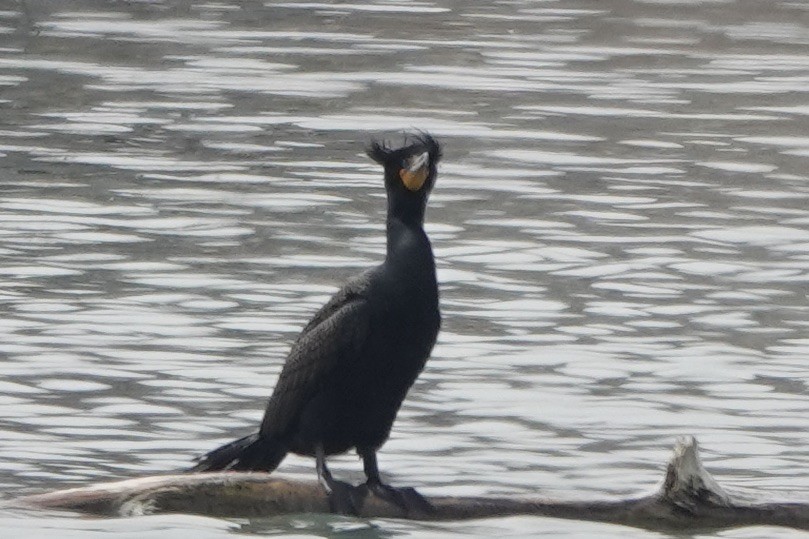 Double-crested Cormorant - ML544952771