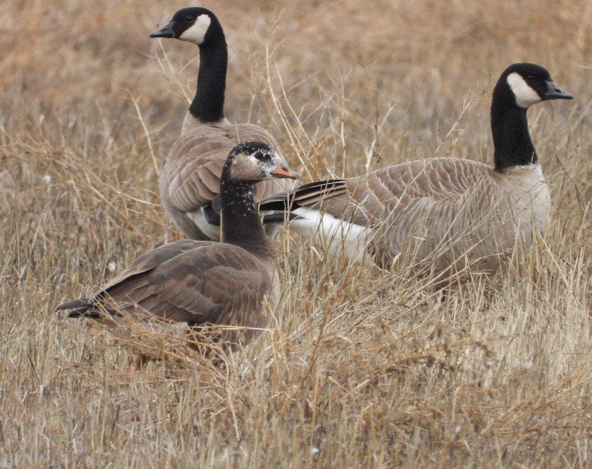 Greater White-fronted x Cackling Goose (hybrid) - Kalin Ocaña