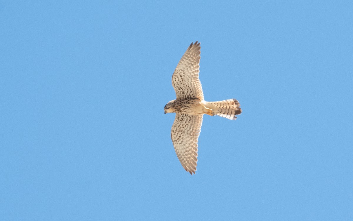 Eurasian Kestrel - ML544955051