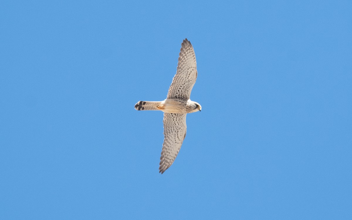Eurasian Kestrel - ML544955061