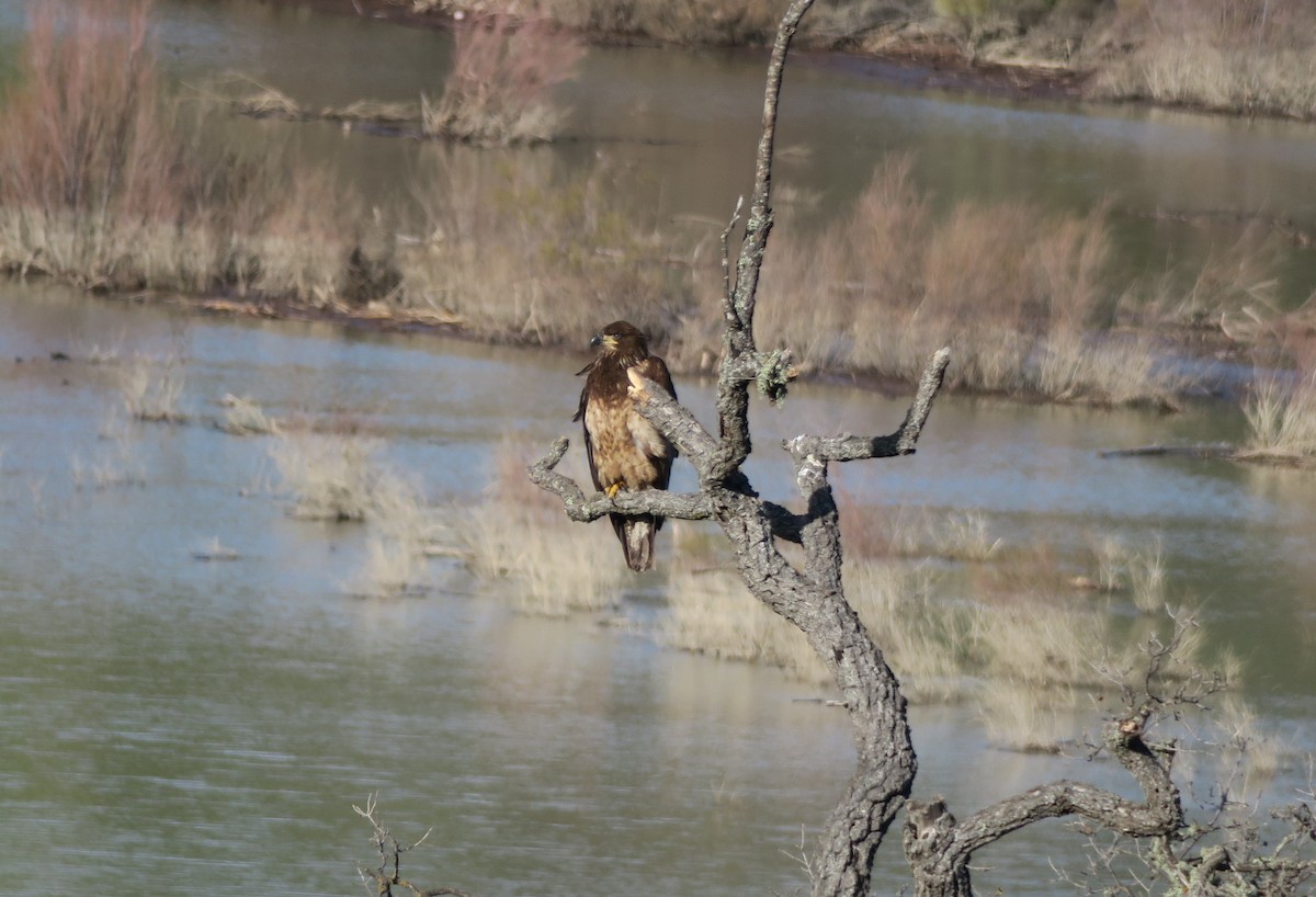 Bald Eagle - Steven Gaulin