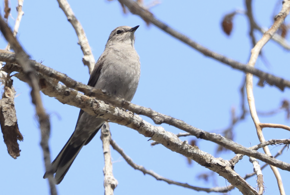 Townsend's Solitaire - Raul Delgado