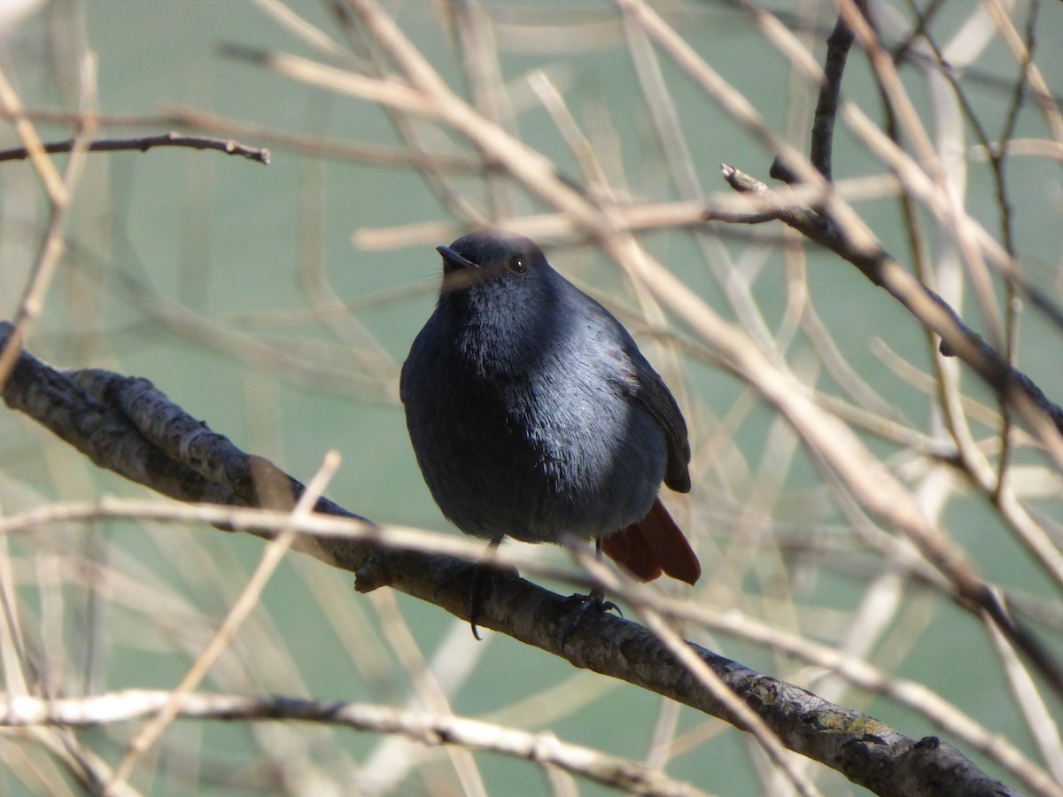 Plumbeous Redstart - ML544957481