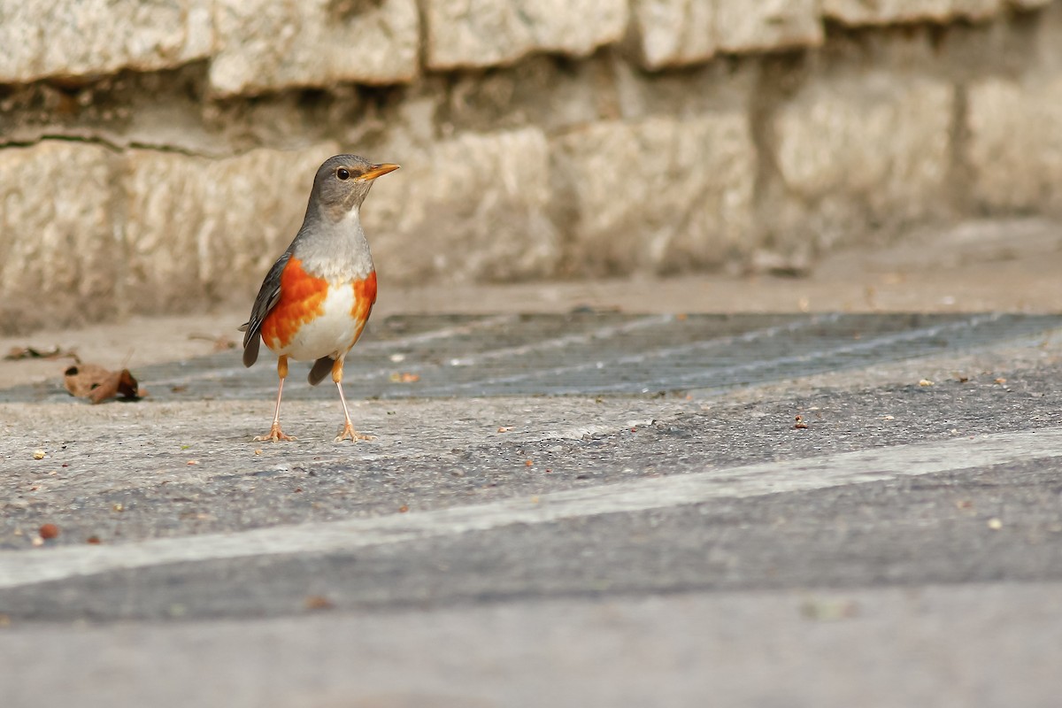 Gray-backed Thrush - ML544957501