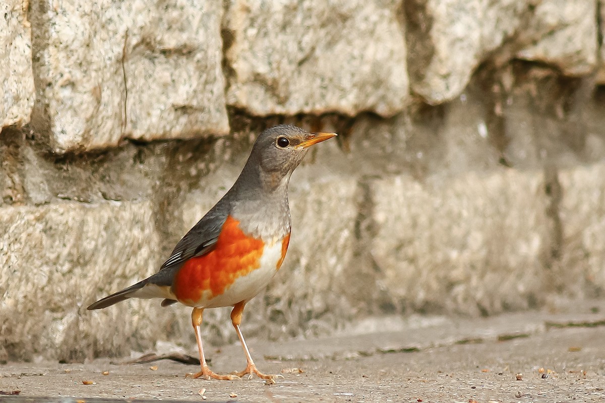 Gray-backed Thrush - ML544957541