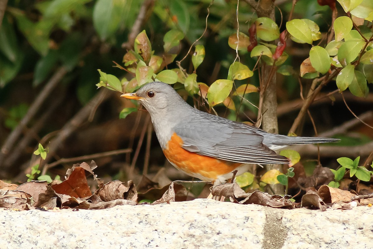 Gray-backed Thrush - ML544957611