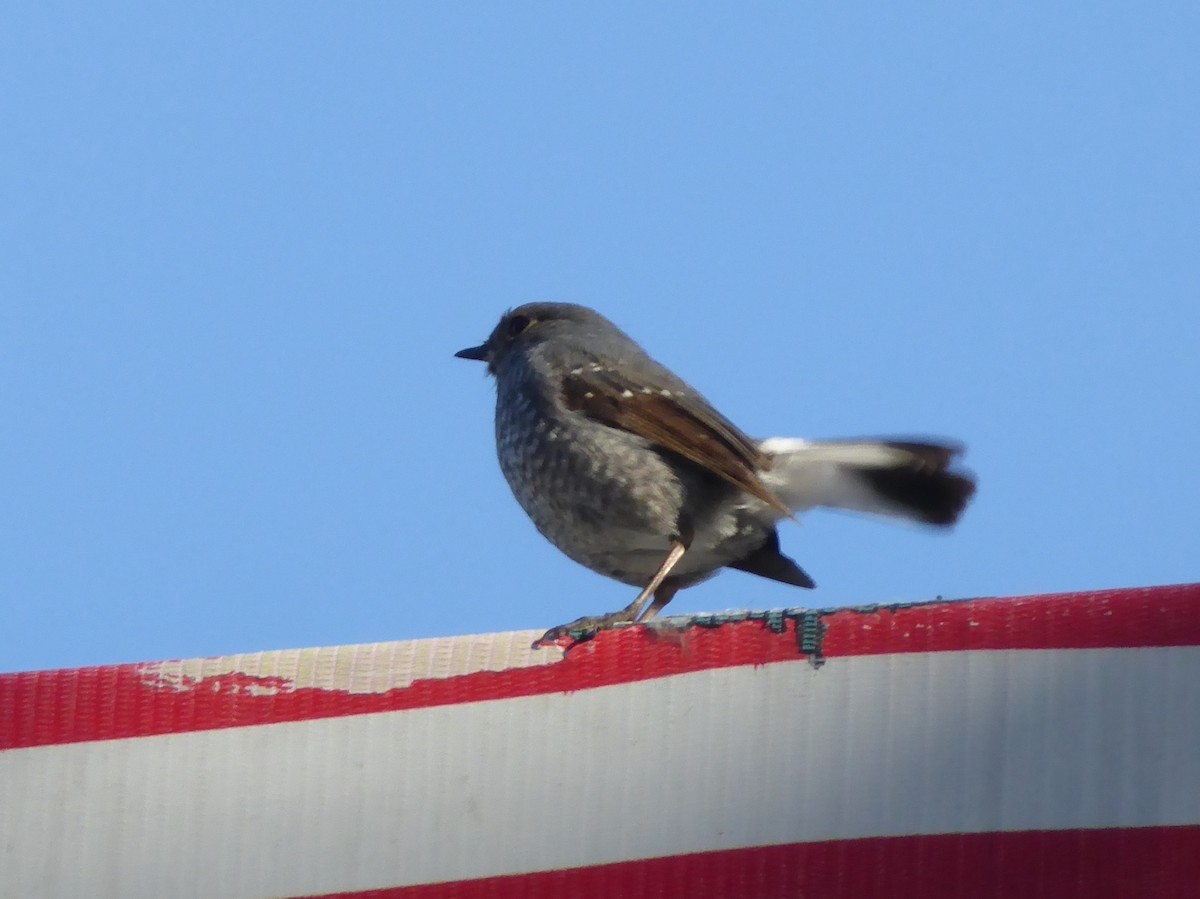 Plumbeous Redstart - ML544957701