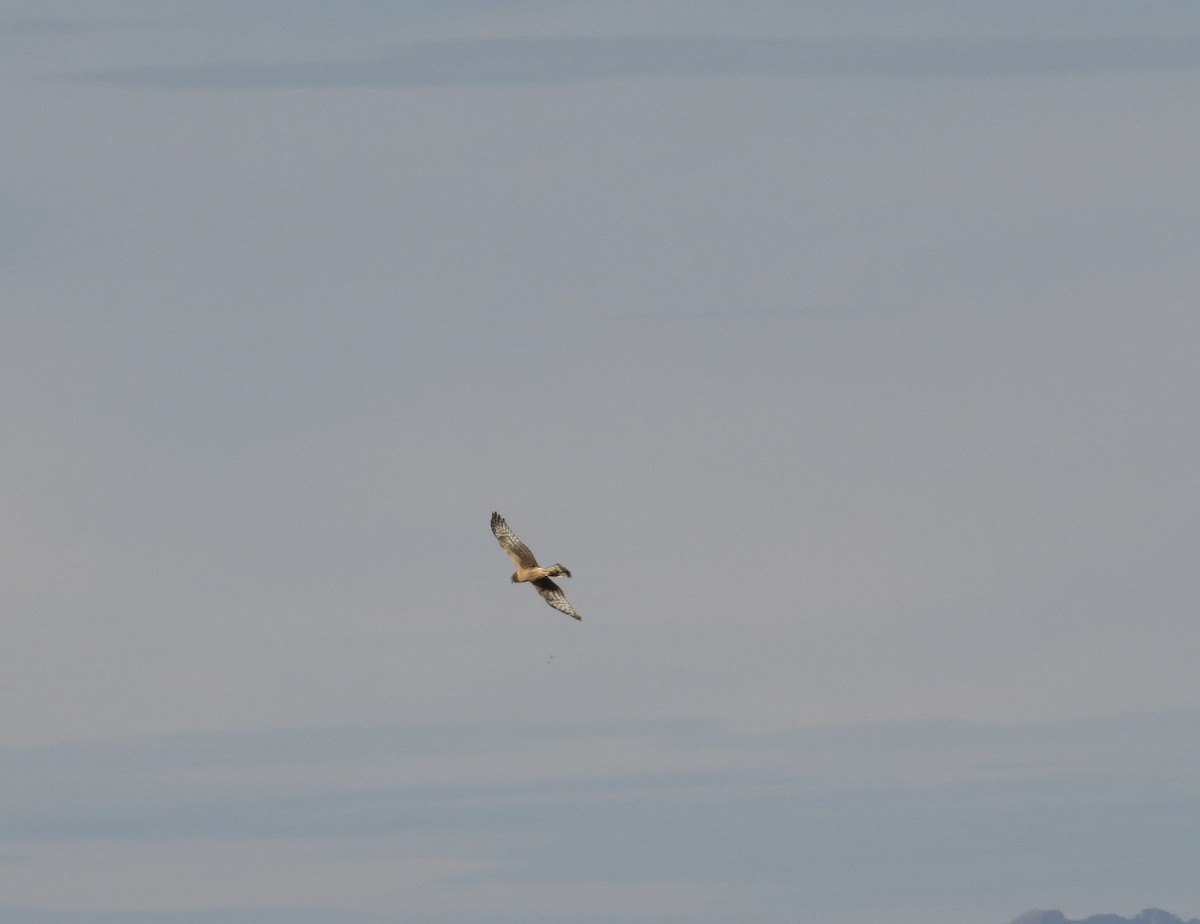 Northern Harrier - ML544957931