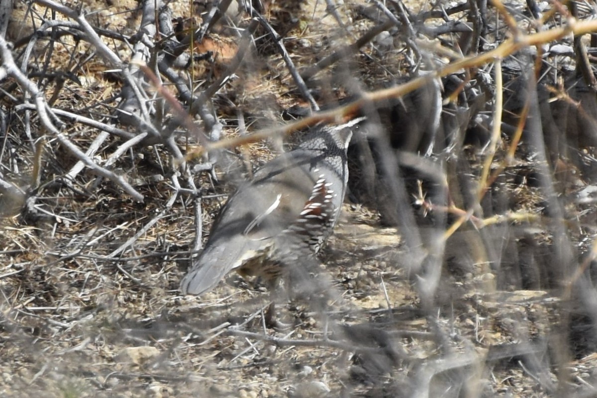 California/Gambel's Quail - ML544960281