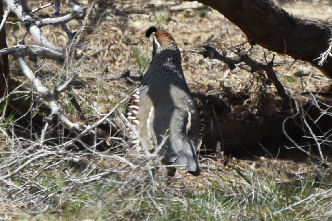 California/Gambel's Quail - ML544960311