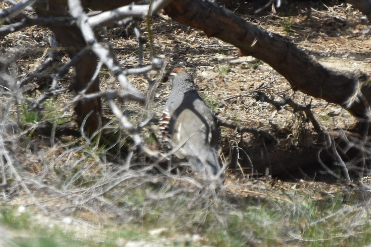 California/Gambel's Quail - ML544960321