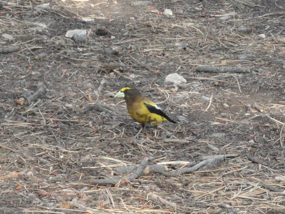 Evening Grosbeak - ML544961671