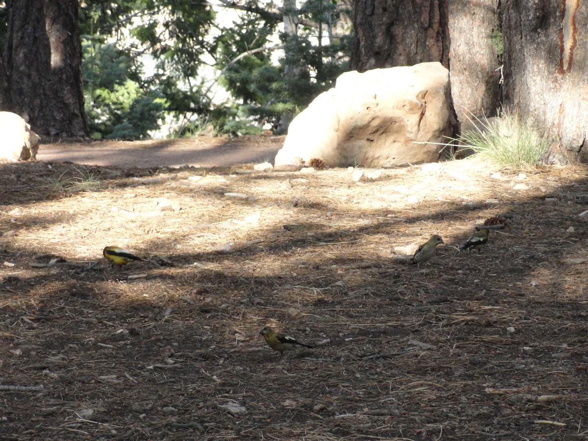 Evening Grosbeak - ML544961681
