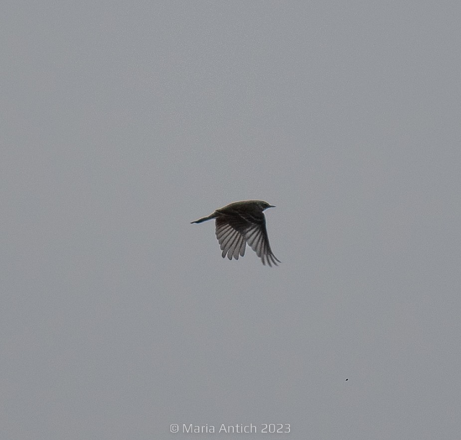 Water Pipit - Maria Antich