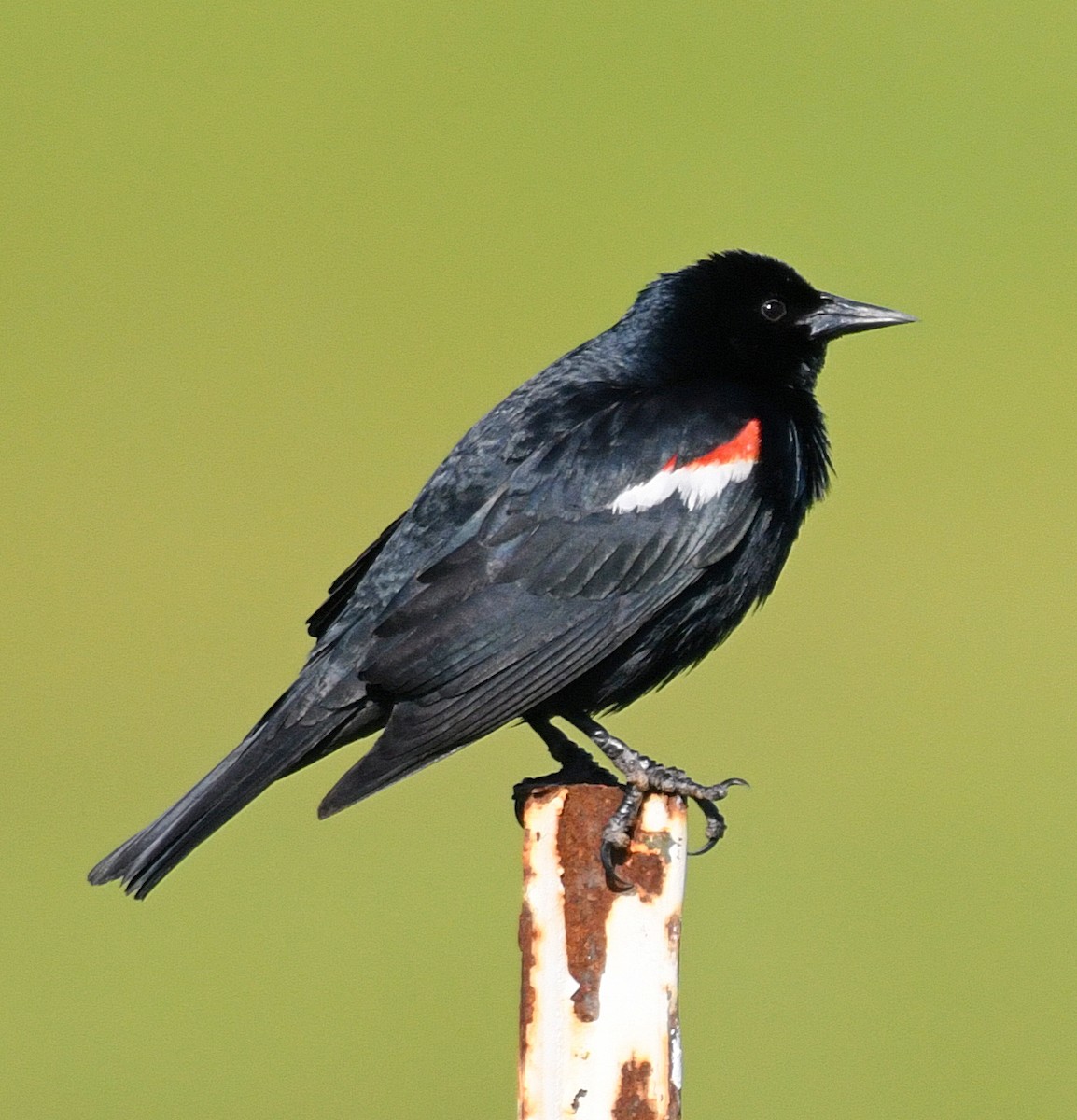 Tricolored Blackbird - Daniel Murphy