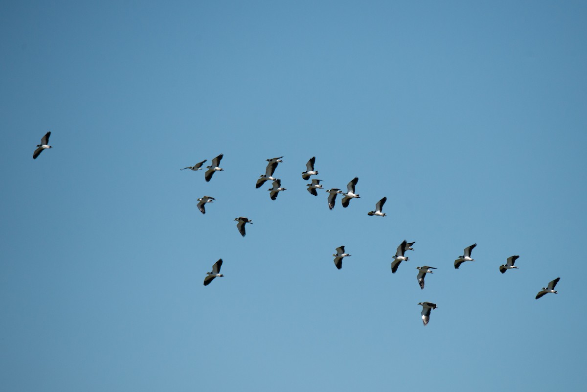 Masked Lapwing - ML544964131