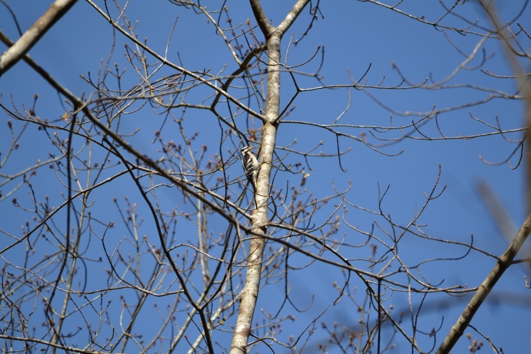 Hairy Woodpecker - ML54496441