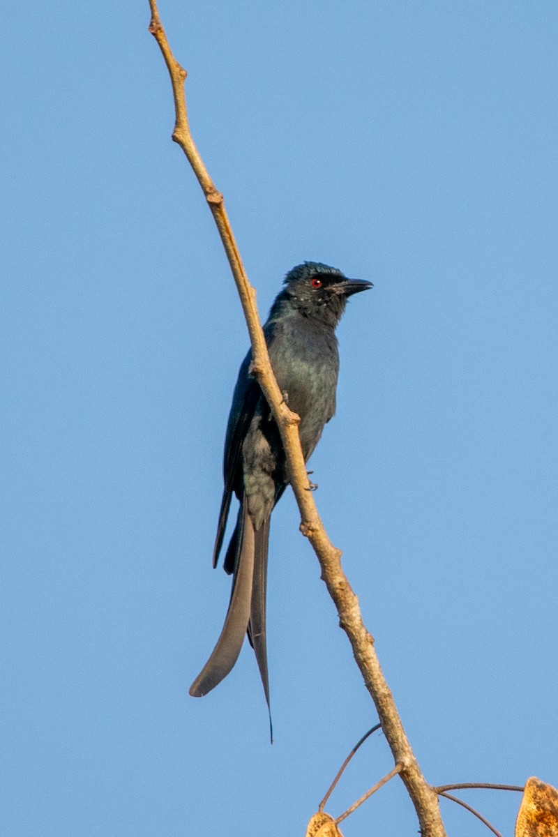 Ashy Drongo - ML544964431