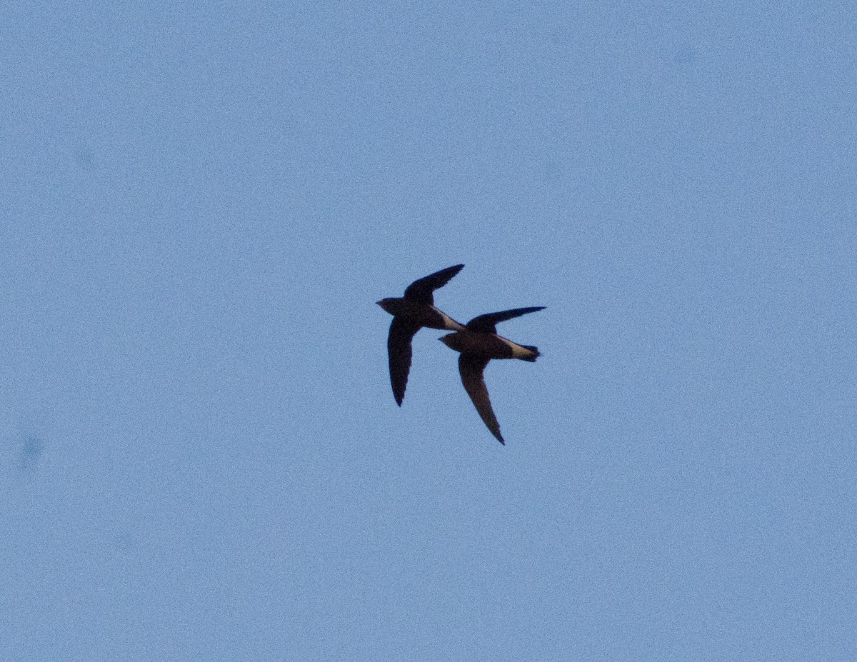 ML544965351 - Brown-backed Needletail - Macaulay Library