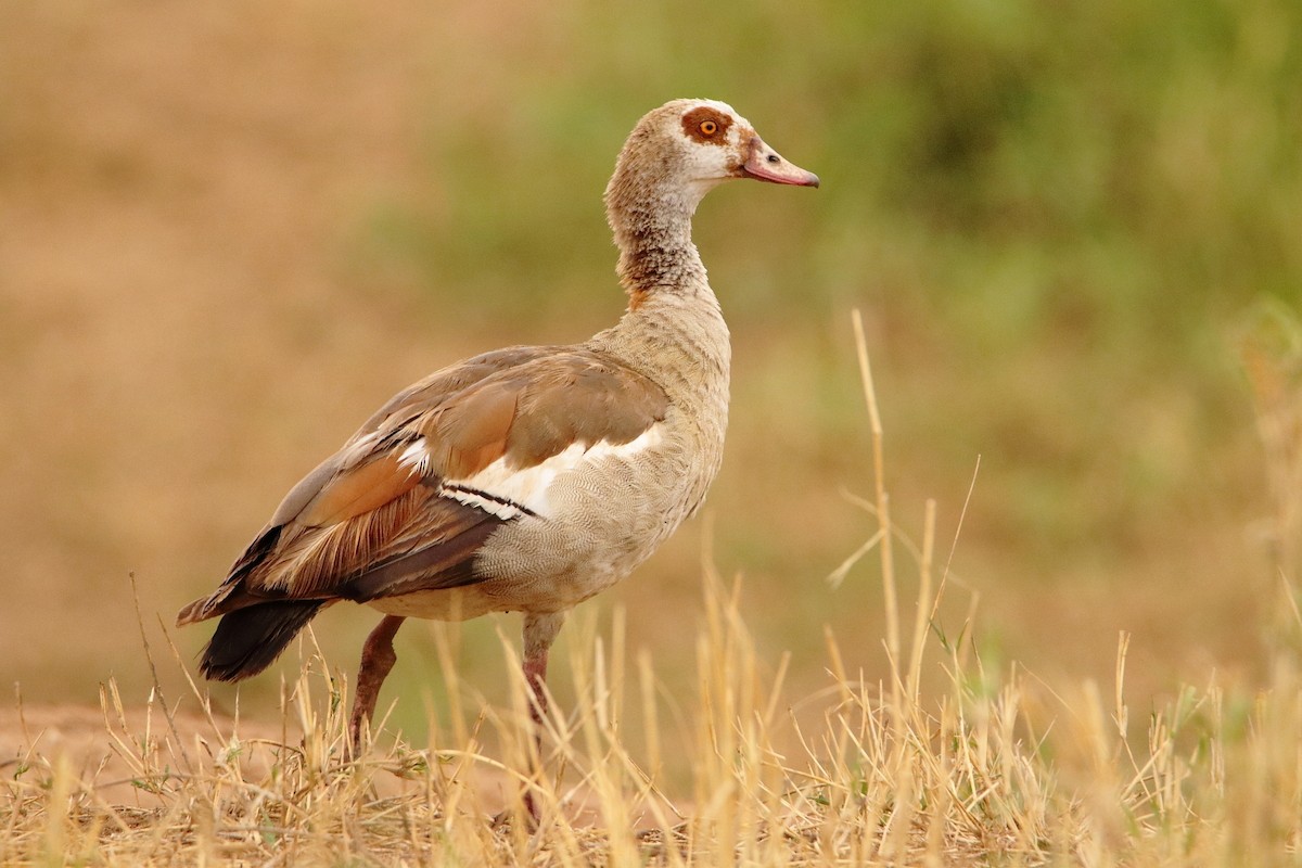 Egyptian Goose - ML544965451