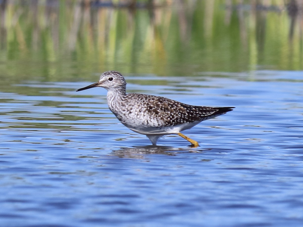 Lesser Yellowlegs - ML54496601