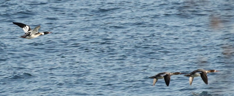 Red-breasted Merganser - logan kahle