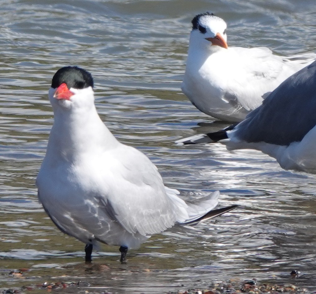 Royal Tern - ML544967011