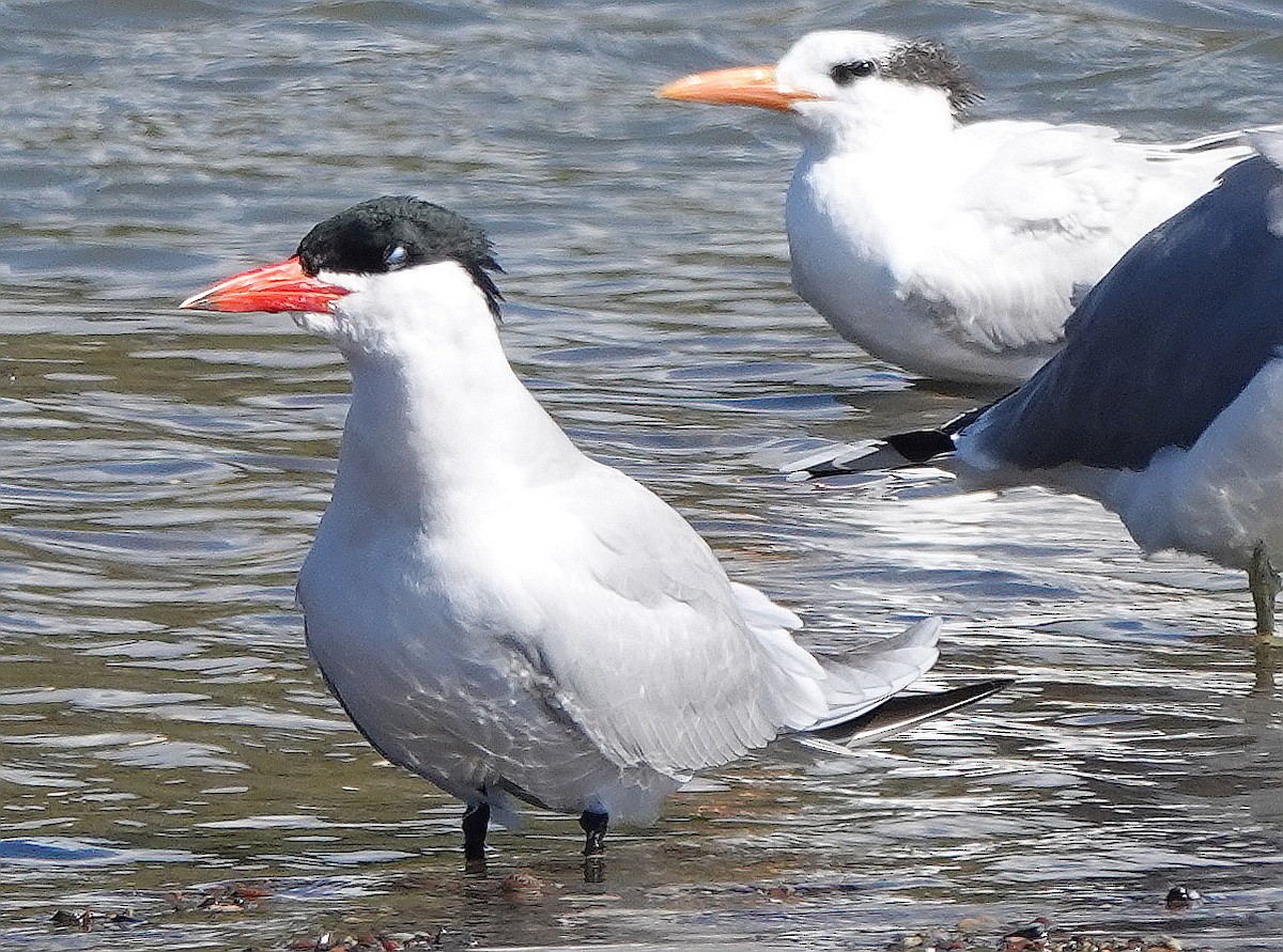 Royal Tern - ML544967021