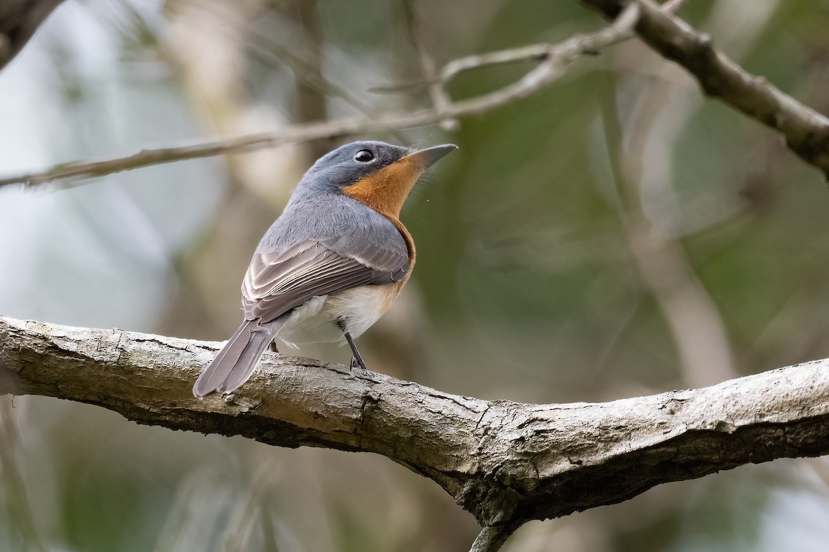 Leaden Flycatcher - ML544967661