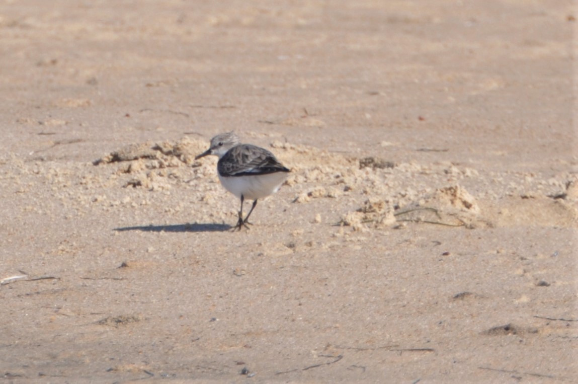 Broad-billed Sandpiper - ML544967891