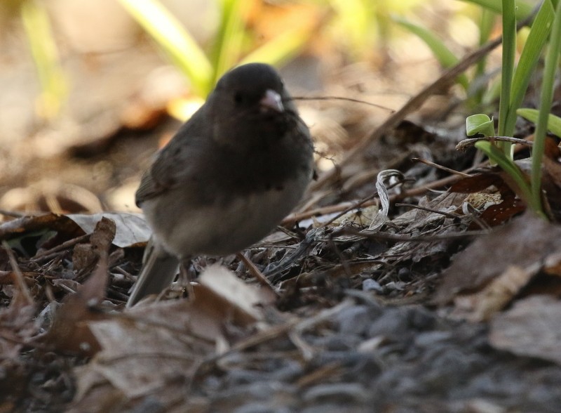 Юнко сірий (підвид hyemalis/carolinensis) - ML54496791