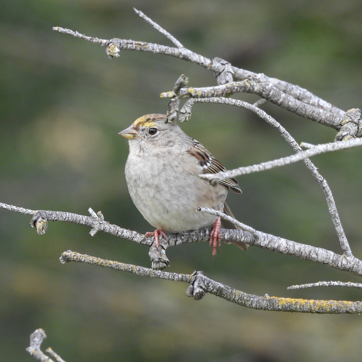 Golden-crowned Sparrow - ML544968061