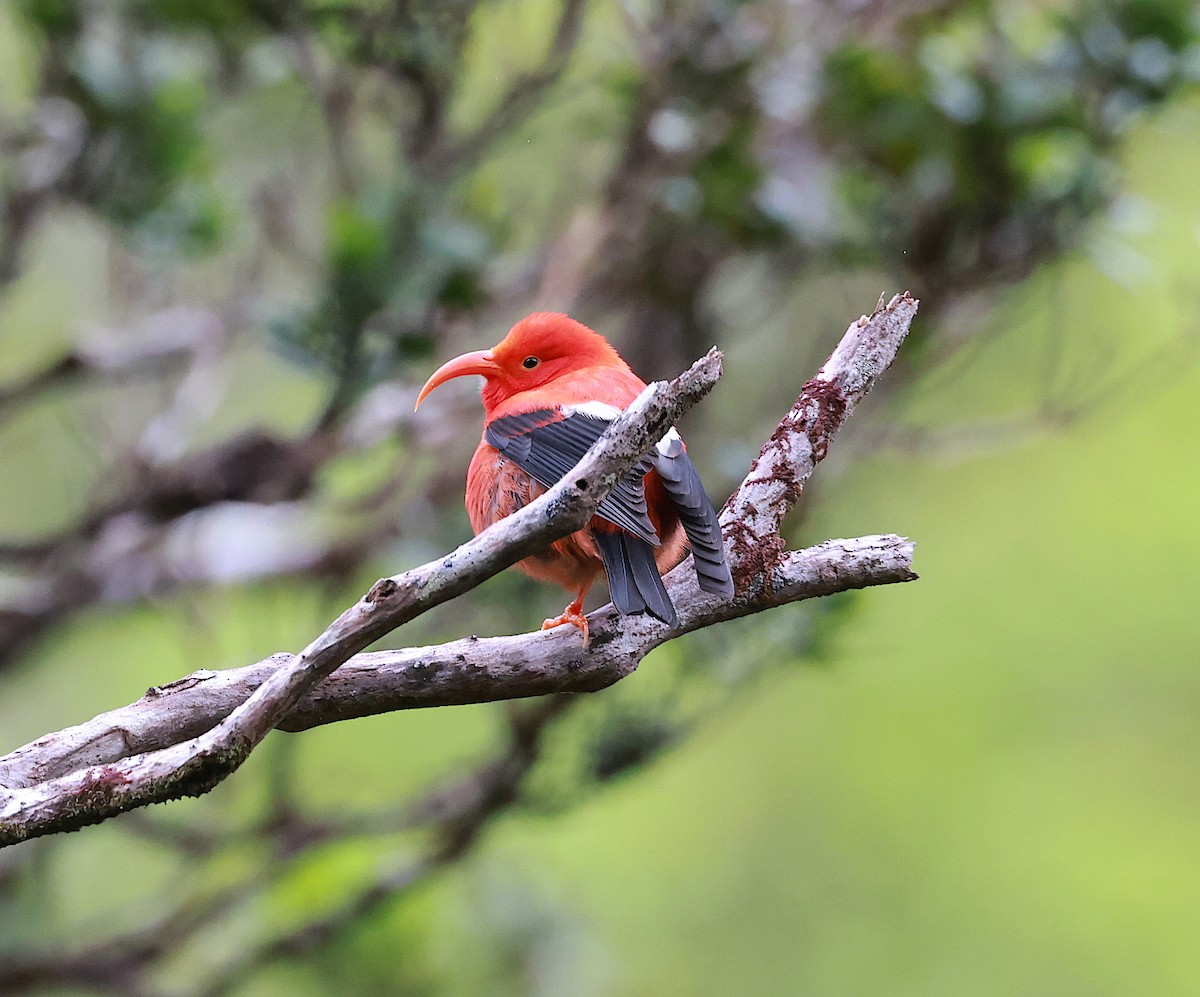 Iiwi - Mandy Talpas -Hawaii Bird Tours